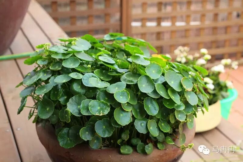 【温柔的疗愈】我在“原地”坐下不再逃,痛苦却消散了 【温柔的疗愈】我在“原地”坐下不再逃,痛苦却消散了