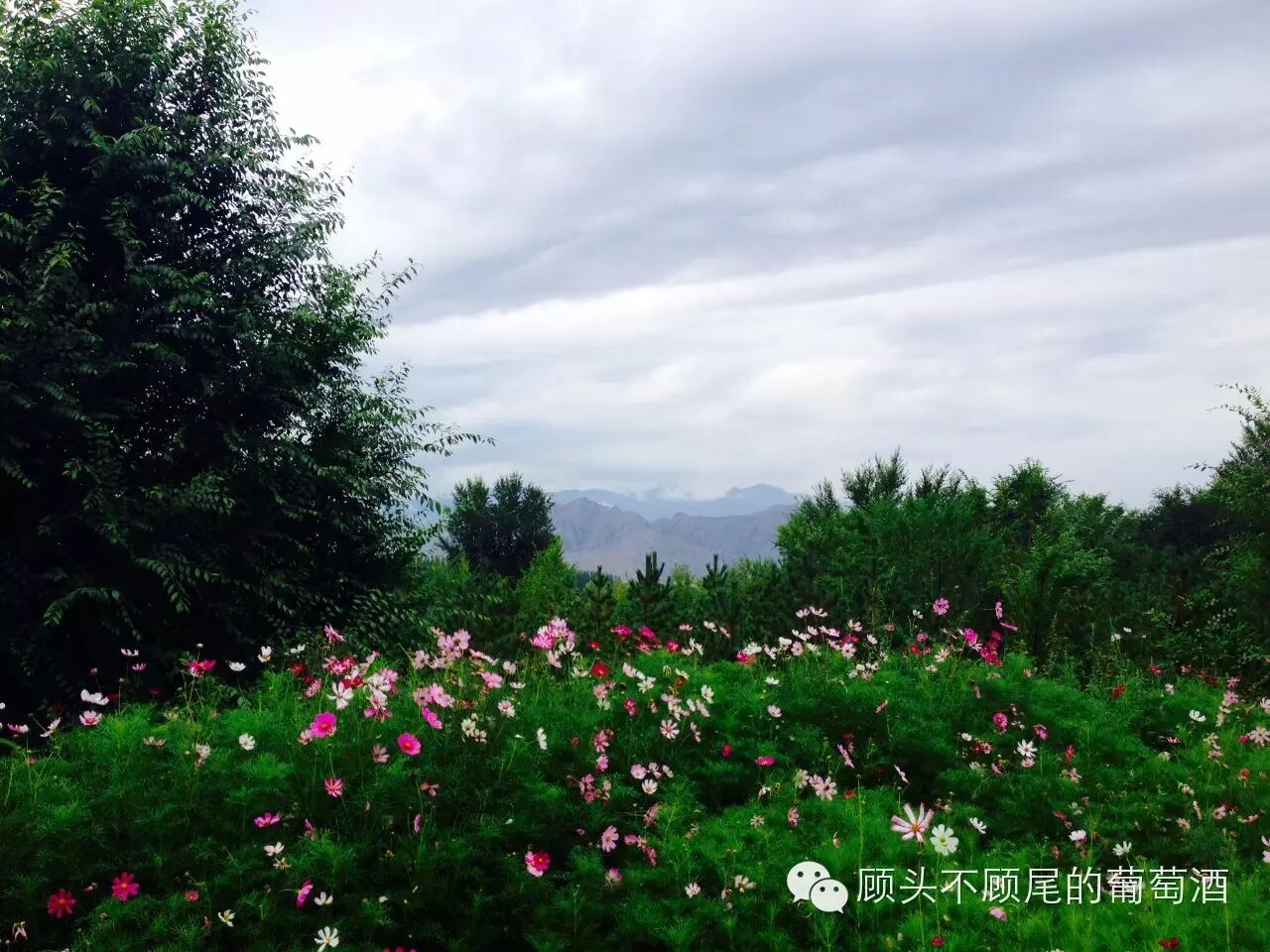 宁夏的赤霞珠(Cabernet <wbr>Sauvignon) 宁夏的赤霞珠(Cabernet <wbr>Sauvignon)