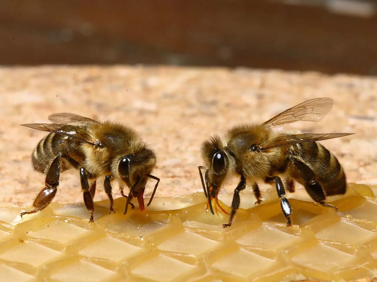 果壳【餐桌物种日历】2月11日 西方蜜蜂