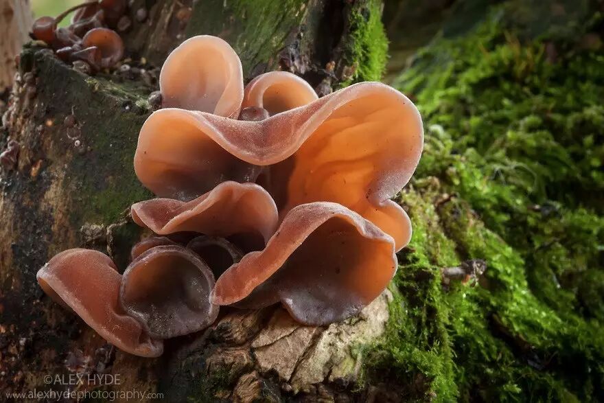 黑木耳子实体的标准照.图片:alexhydephotography.com