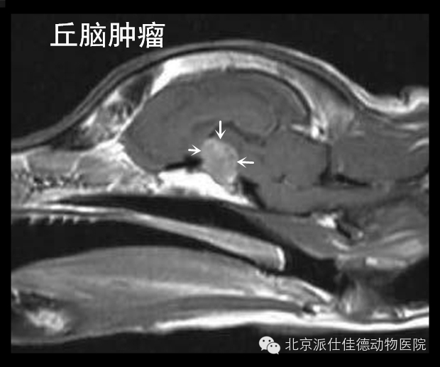 犬猫常见肿瘤病症的20个表现