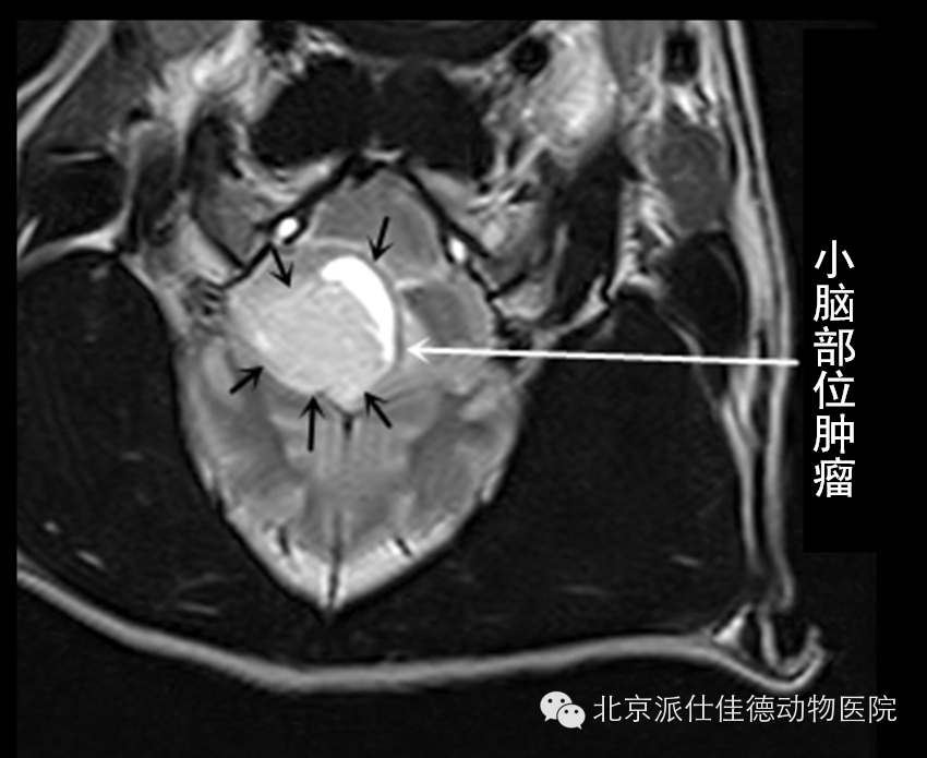 犬猫常见肿瘤病症的20个表现