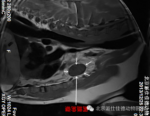 犬猫常见肿瘤病症的20个表现