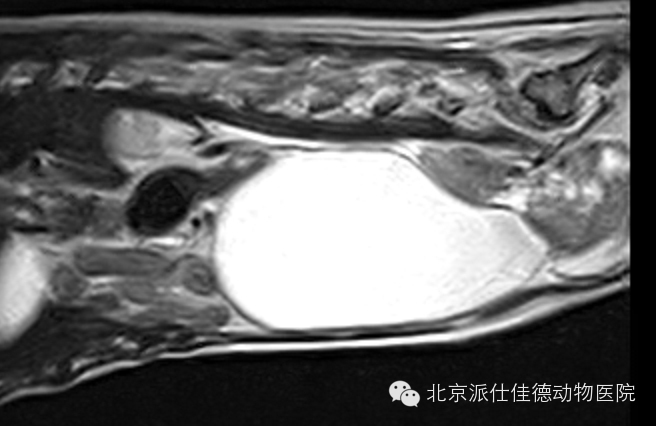 犬猫常见肿瘤病症的20个表现