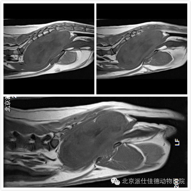 犬猫常见肿瘤病症的20个表现