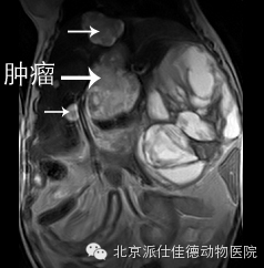 犬猫常见肿瘤病症的20个表现