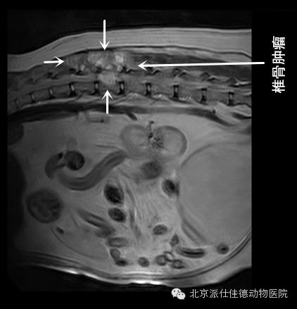 犬猫常见肿瘤病症的20个表现