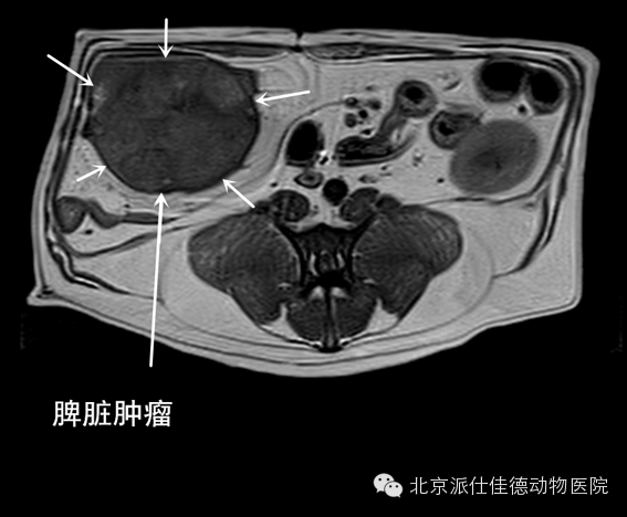 犬猫常见肿瘤病症的20个表现