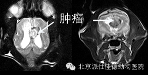 犬猫常见肿瘤病症的20个表现