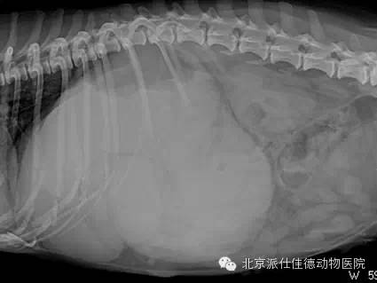 犬猫常见肿瘤病症的20个表现