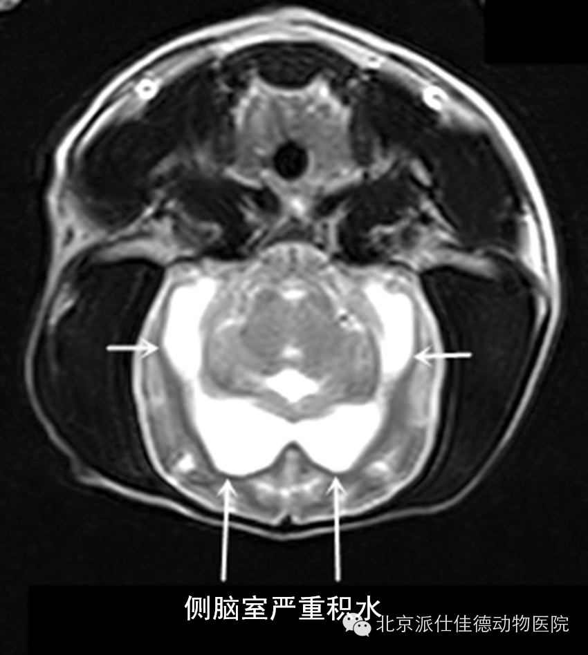 犬猫常见肿瘤病症的20个表现