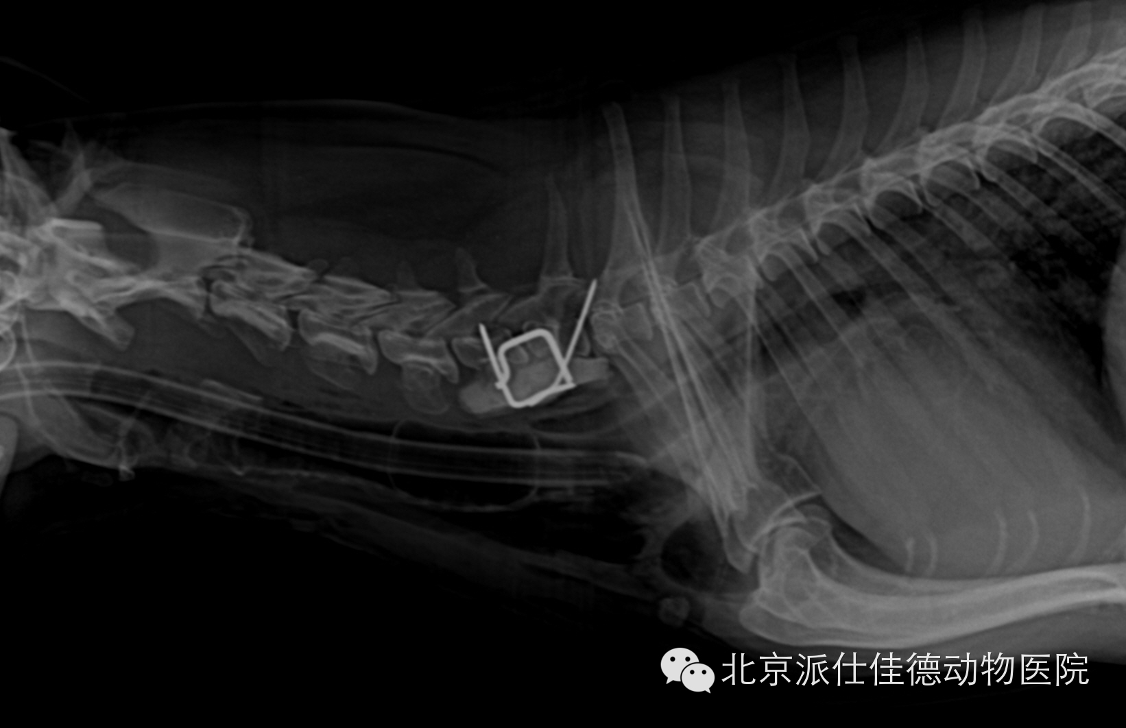 犬の乳腺腫瘍の肺転移 – 小手指ペットクリニック