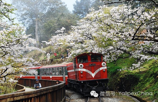 3月春花开 遇见浪漫台湾 雅绿霈带您游台湾 雅绿霈官方网站