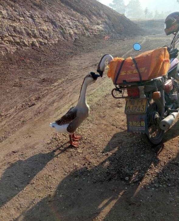 两只大鹅,私奔到惠水后…笑死了!