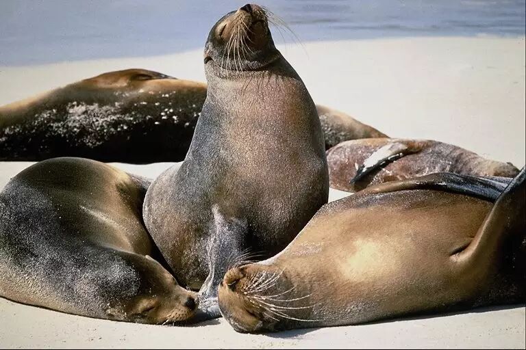 三生御坊堂海狗油胶囊——血管的保护神