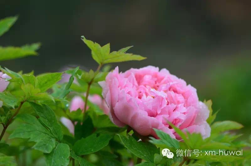 https://mmbiz.qlogo.cn/mmbiz/aXFqLCZpo0SFILJM4hGZ9aLMZibge9L15pbA3iaH9fkRFlb3SgAyj17bafyN66v7Pg3oyniaEVKdUEn3u8T5aSYNA/0