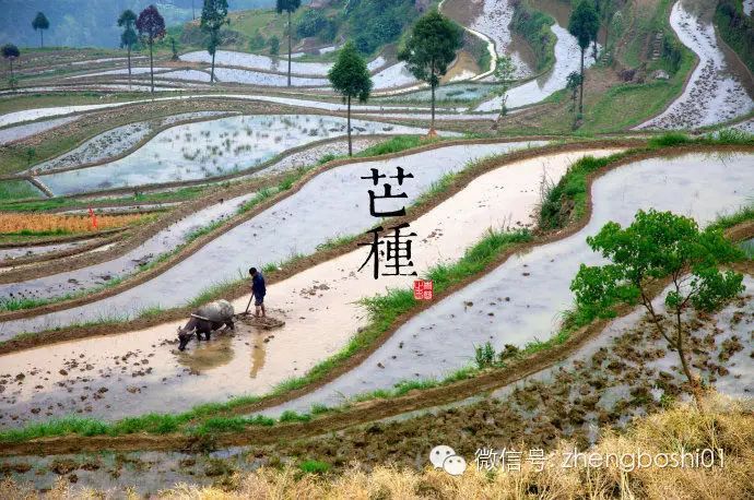 芒种:今年的桃花月你千万别错过! 芒种:今年的桃花月你千万别错过!