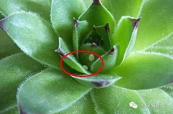 多肉致死原因和补救方法 大连英语培训费用交流组