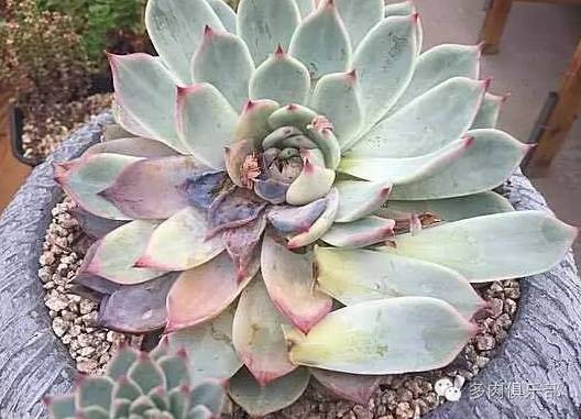 多肉致死原因和补救方法 大连英语培训费用交流组