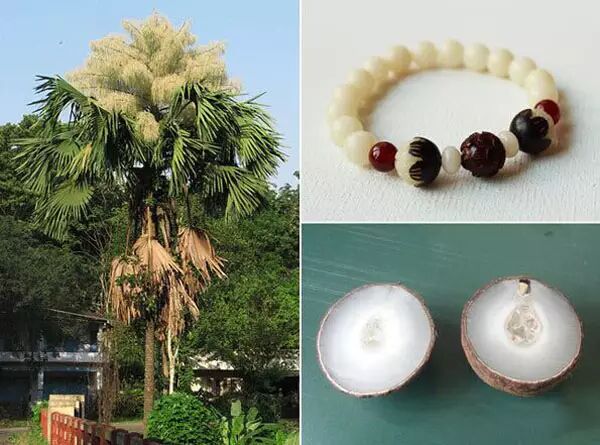 菩提子的前世今生，你知道多少？