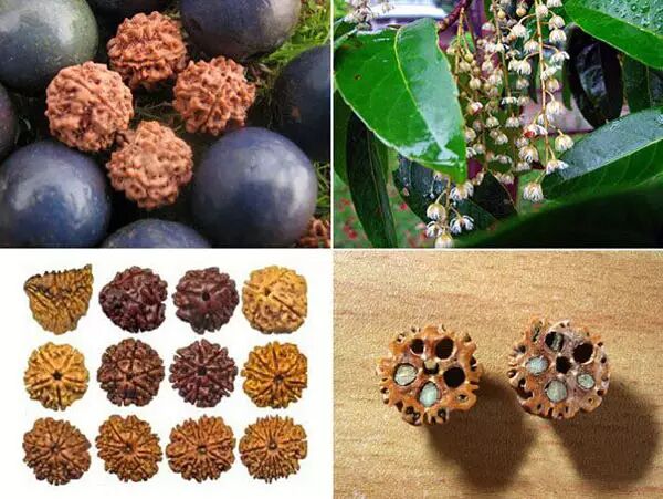 菩提子的前世今生，你知道多少？