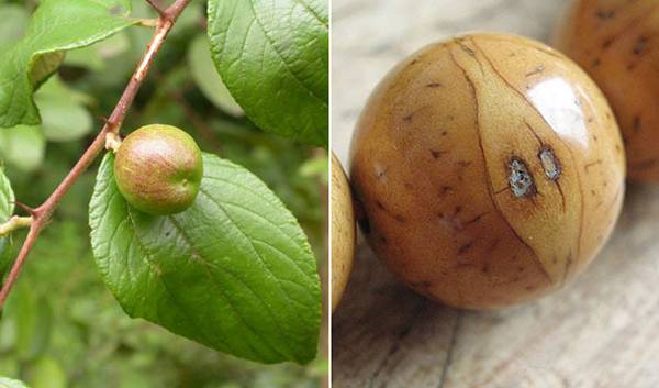 菩提子的前世今生，你知道多少？