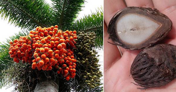 菩提子的前世今生，你知道多少？