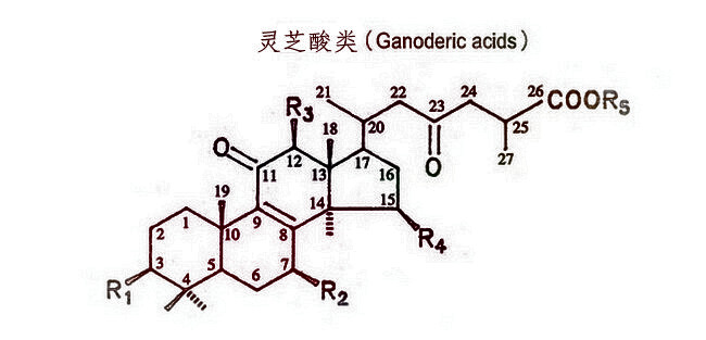 灵芝三萜 灵芝中的活效成分