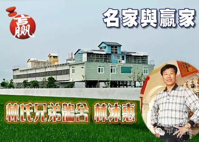 台湾高手：林氏三兄弟信鸽传奇 图3