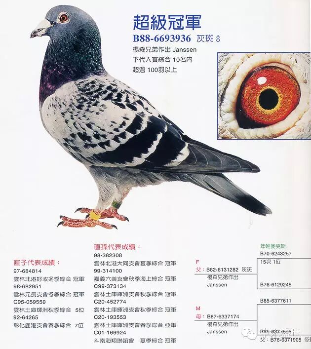 台湾高手：林氏三兄弟信鸽传奇 图6