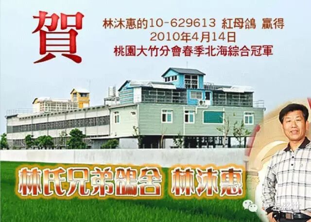 台湾高手：林氏三兄弟信鸽传奇 图2