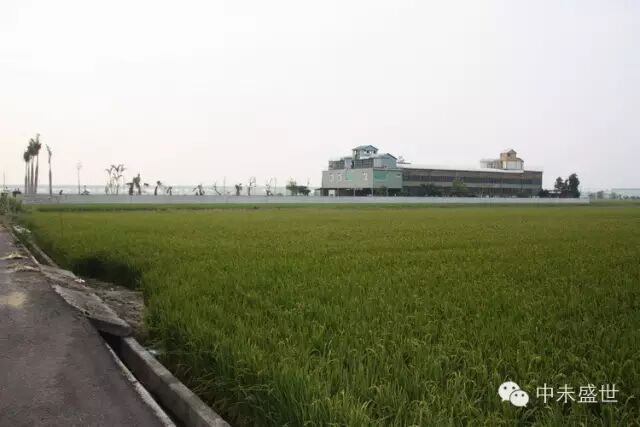 台湾高手：林氏三兄弟信鸽传奇 图7