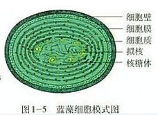 生物会考需要熟记的图例和实验的结果介绍