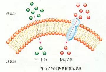 生物會(huì)考需要熟記的圖例和實(shí)驗(yàn)的結(jié)果介紹