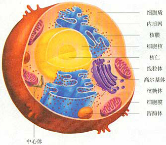 生物会考需要熟记的图例和实验的结果介绍