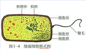 生物會(huì)考需要熟記的圖例和實(shí)驗(yàn)的結(jié)果介紹