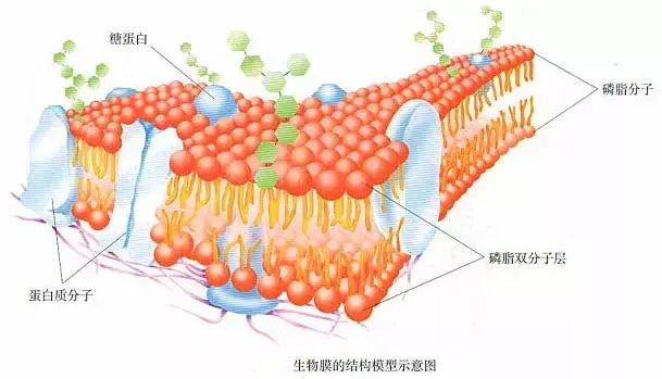 生物會(huì)考需要熟記的圖例和實(shí)驗(yàn)的結(jié)果介紹