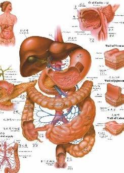 肠道菌群生理功能及相关儿童疾病的研究进展蓓多康高科集团官方网站