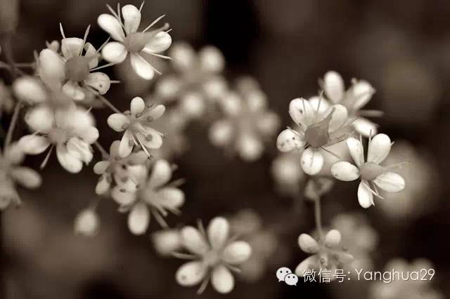 全新视觉 49张美丽的花卉摄影作品
