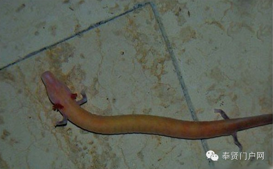 奇闻异谈 洞螈 世界上最像龙的生物 奉贤门户网