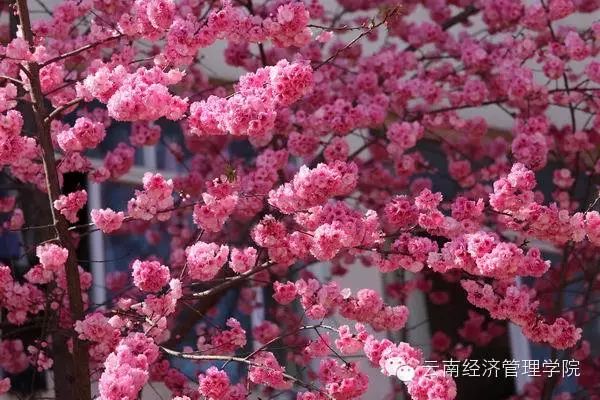 又是一年春好处，经管花儿竞芬芳