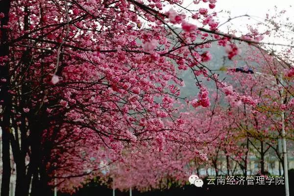 又是一年春好处，经管花儿竞芬芳