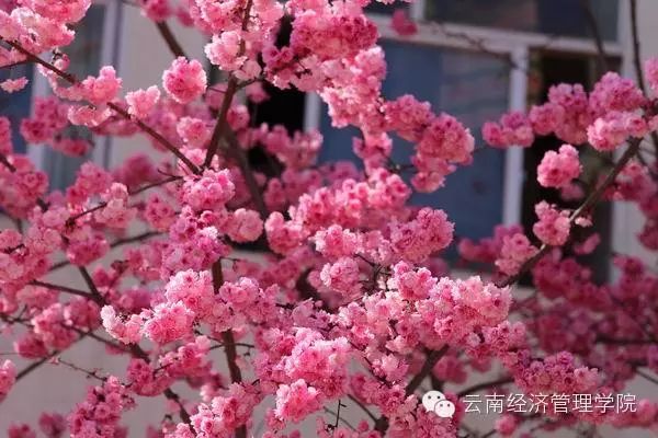 又是一年春好处，经管花儿竞芬芳