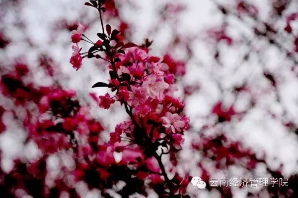 又是一年春好处，经管花儿竞芬芳