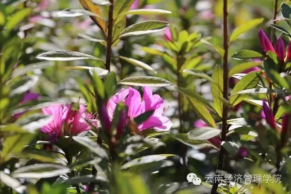 又是一年春好处，经管花儿竞芬芳