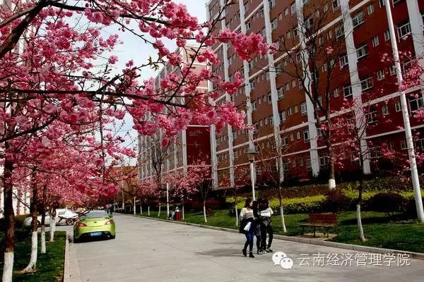 又是一年春好处，经管花儿竞芬芳