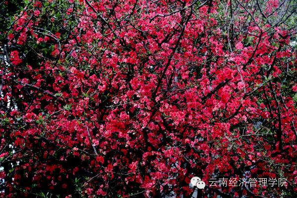 又是一年春好处，经管花儿竞芬芳