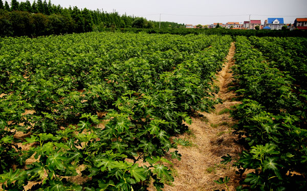 【美味途说】唯独无花不竞芳 <wbr>累累甜蜜请君尝 【美味途说】唯独无花不竞芳 <wbr>累累甜蜜请君尝