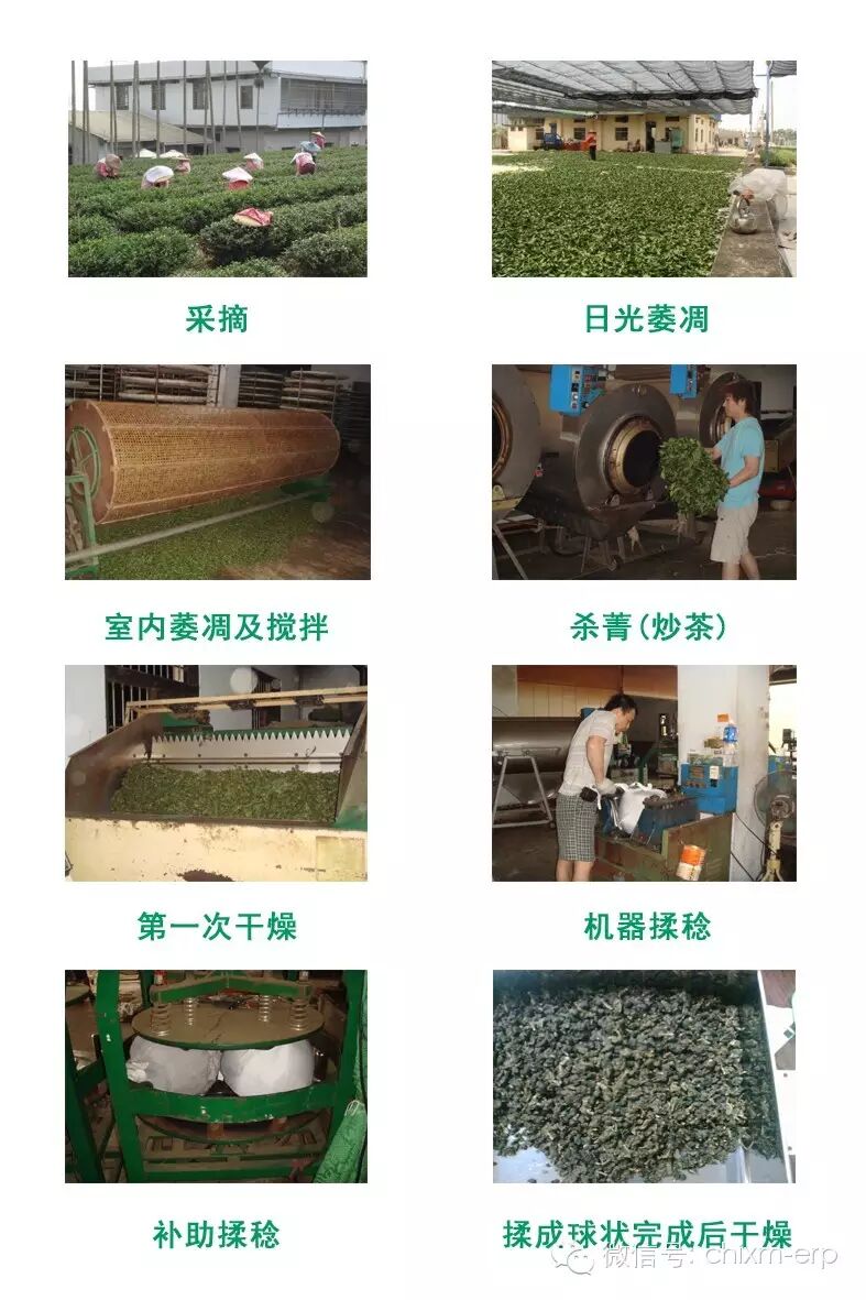 制作台湾高山茶的主要过程