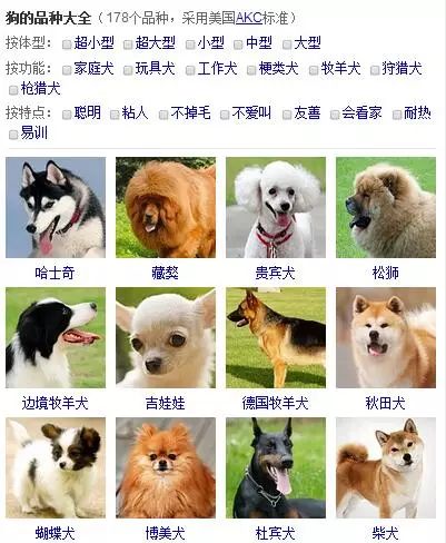 汉字的魅力 今天解读 犬 爱狗之人必看 瑶爸谈早教 新浪博客